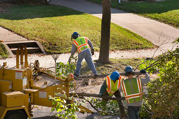 Best Stump Grinding Near Me  in USA